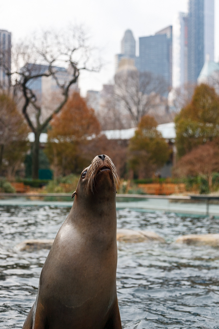 Sea Lion in Central Park